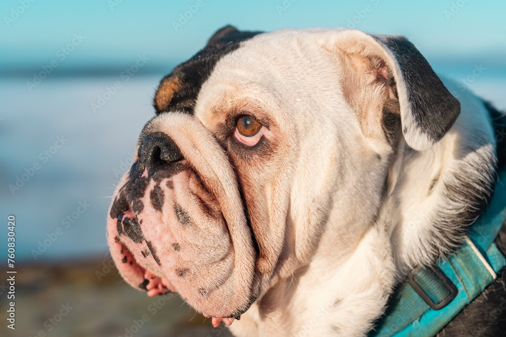 close up of Portrait of Black tri-color English British Bulldog Dog  out for a walk sitting on top of mountains against blue sky
