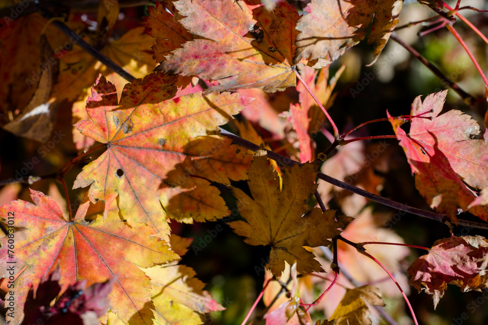 yellow and red maple leaves. Autumn foliage on a tree. yellow and red maple leaves. Autumn foliage on a tree.