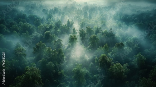 Lush Green Forest Landscape