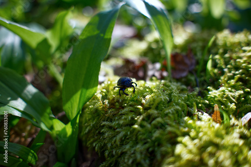 beetle on the grass