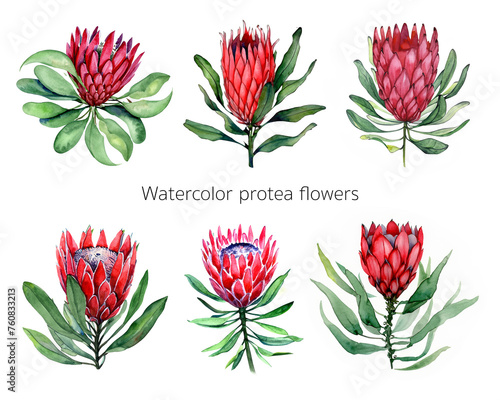 watercolor isolated illustration of protea flowers on white background