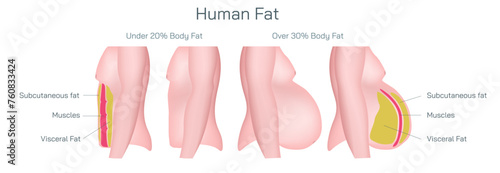 Scientifically referred to as adipocytes or adipose tissue body fat is the term used to describe fat cells that reside inside the human body chart. Male Female body composition vector illustration.