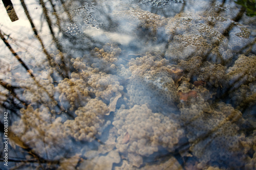 close up of frog eggs