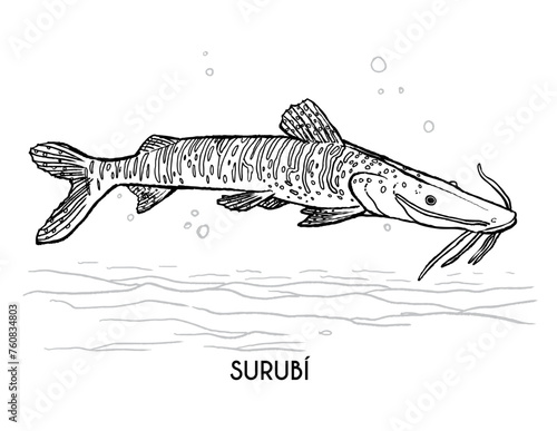 Surubí, pez de río sudamericano, dibujo para colorear