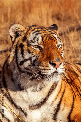 portrait of a tiger