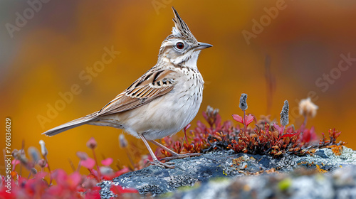 The crested lark is a species of lark distinguished from the other 81 species of lark  photo