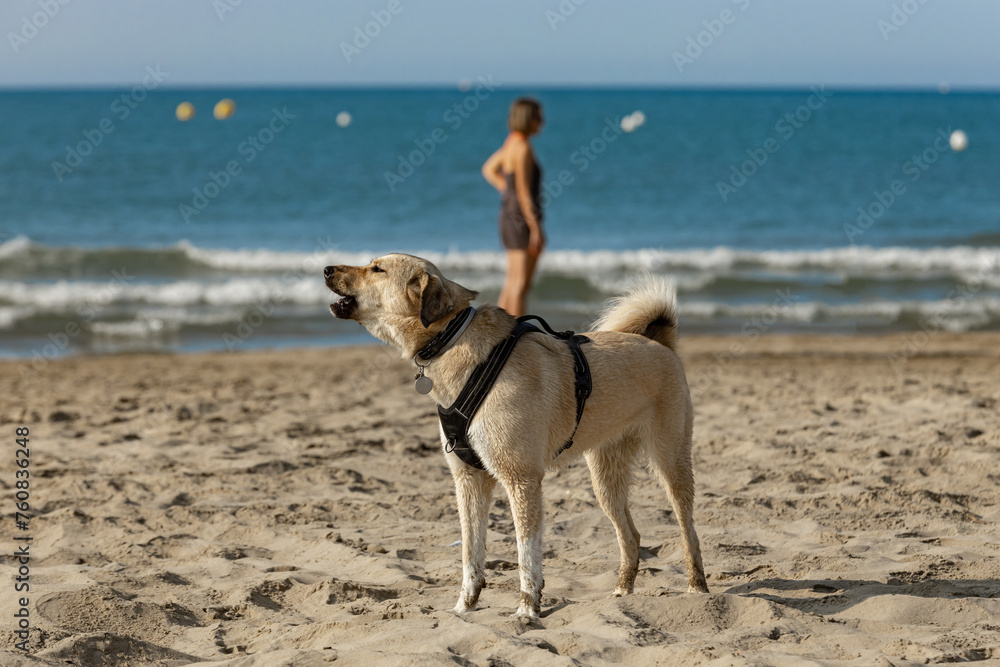 A mixed breed dog in a harness barking on a sandy dog friendly beach on a hot summer’s day in the south of France, during a heat wave. A mixed breed dog in a harness barking on a sandy dog friendly beach on a hot summer’s day in the south of France, during a heat wave.