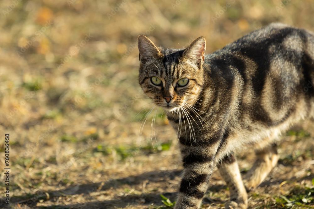 A cat stares into the camera, walking on grass outside in summer. Tabby cat focuses on the camera. Portrait of a cat outdoors in the sun..