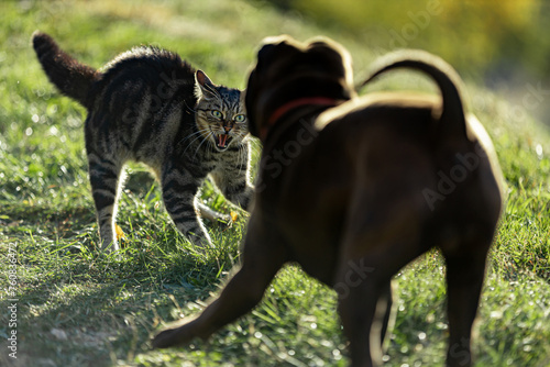 Canvas Print A cat reacts and hisses at an approaching dog