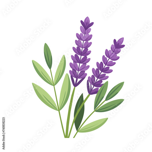 Beautiful Lavender herb