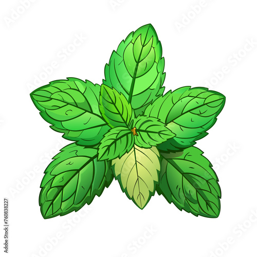 fresh mint leaves on a white background