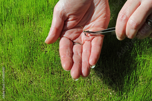 Photography gardener holding a germinating grass seed