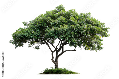 An isolated single tree with clipping path and alpha channel  perfect for art work and print in photoshop. It evokes a tropical atmosphere and serene nature.