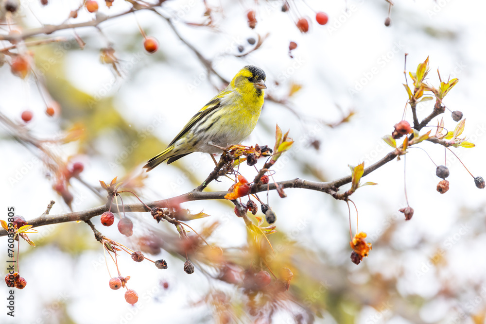 Male Eurasian Siskin Male Eurasian Siskin