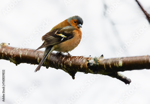 Photography Male Eurasian or Common Chaffinch Fringilla coelebs perched on bare branch, looking back into camera