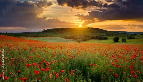  Poppy Fields. Sunset Blooms