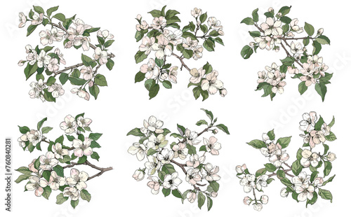 Blooming apple tree branches. Branch with flowers, floral decorative natural sketch. Isolated nature, blossom romantic vector collection