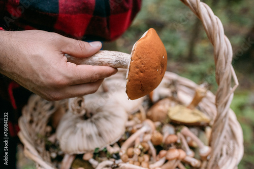 Mushroom in hand on the background of a basket with various mushrooms in the forest.