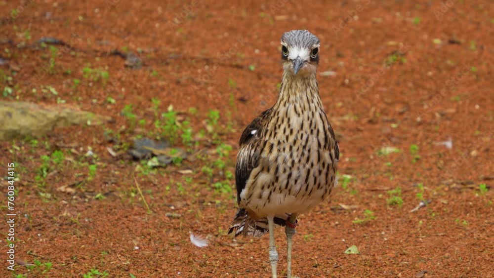 A roadrunner starts to move and stops and moves on again A roadrunner starts to move and stops and moves on again