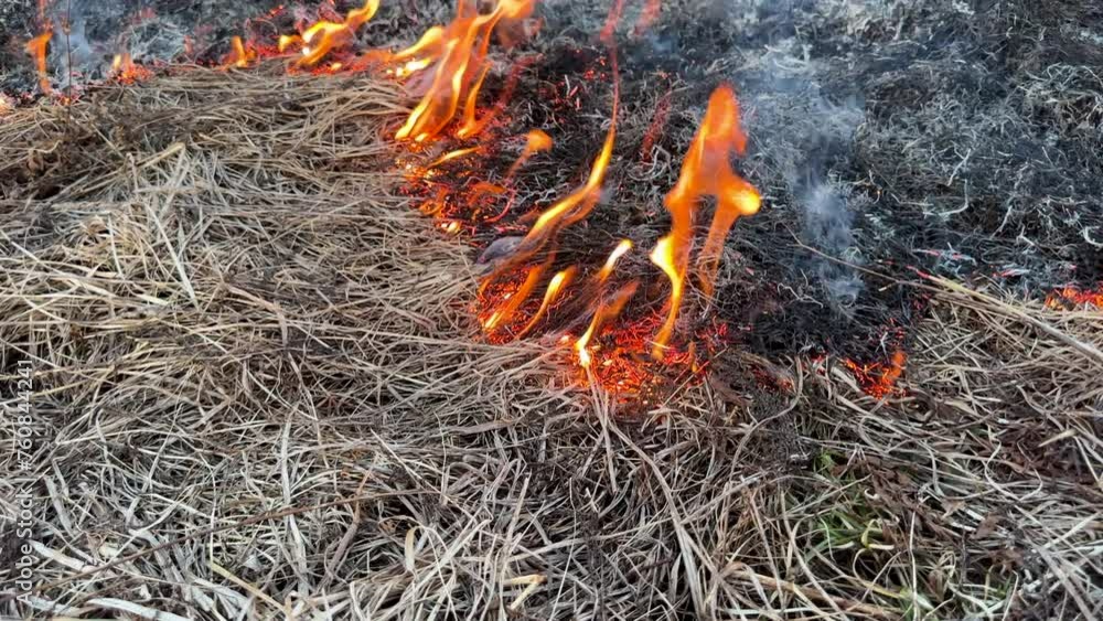 Fire grass in farm field. Dry Grass Fires due to drought. Hot weather. Depletion of water supplies dried land. Fire destroys crops on field. Foret burning. Burns grass. Deforestation, global warming Fire grass in farm field. Dry Grass Fires due to drought. Hot weather. Depletion of water supplies dried land. Fire destroys crops on field. Foret burning. Burns grass. Deforestation, global warming