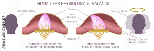 Human ear anatomy vector illustration. The vestibular system, in vertebrates, is a sensory system that creates the sense of balance and spatial orientation for the purpose of coordinating movement. photo