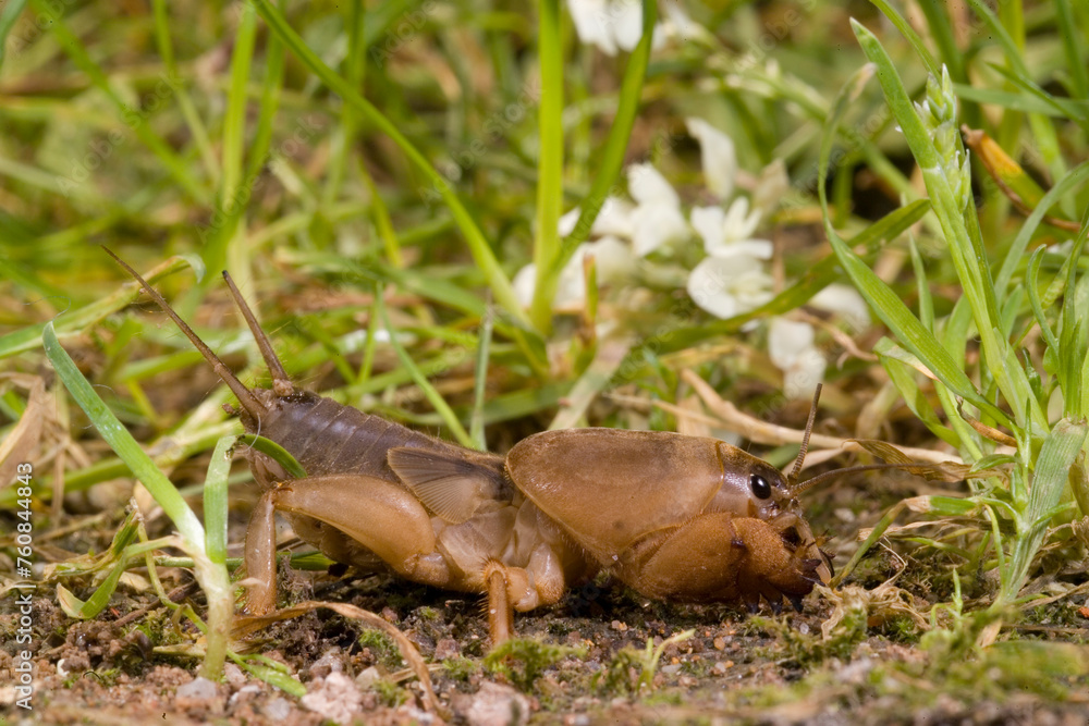 Mole cricket (Gryllotalpa sp) Lake Baratz. Sardinia. Italy Mole cricket (Gryllotalpa sp) Lake Baratz. Sardinia. Italy