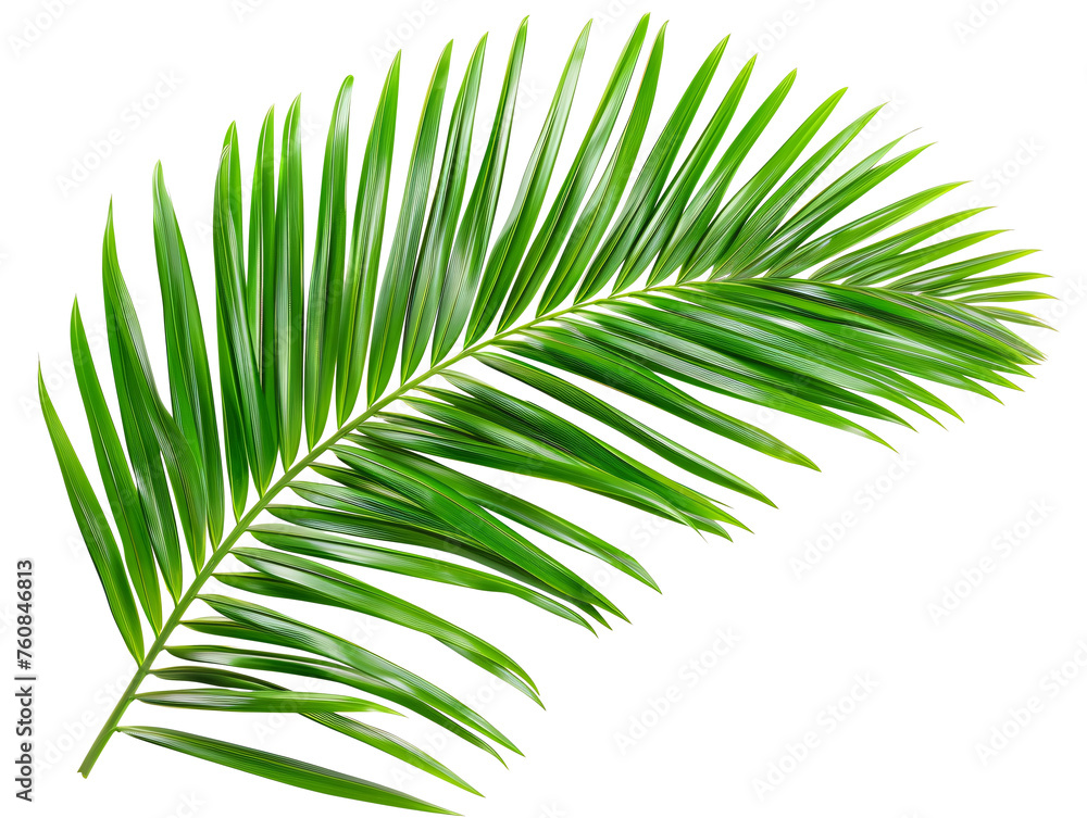 Fototapeta premium Tropical green palm leaf cut out.
