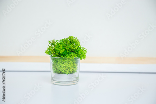 Reindeer moss in glass pot. Norwegian lichen stabilized moss. Creative home design. Eco interior design photo