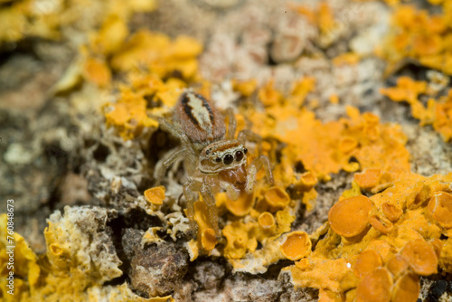 Spider, jumping spider, Marpissa muscosa. Sardinia, Italy. photo