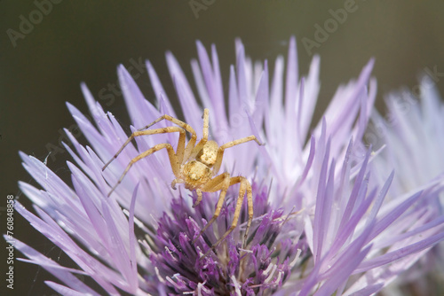 Spider (Philodromus sp.) lurking on a flower. Sassari, Sardinia. Italy photo