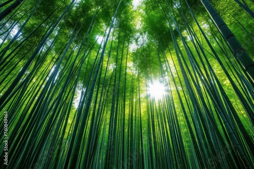Bamboo forest daylight. Plant place. Generate Ai