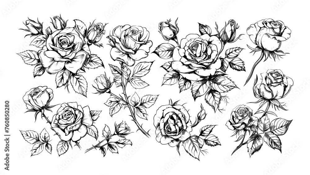 Roses branches buds spikes flowers pencil sketch vector set. Decorative black color monochrome plants gray botany. Vector illustrations isolated on white background