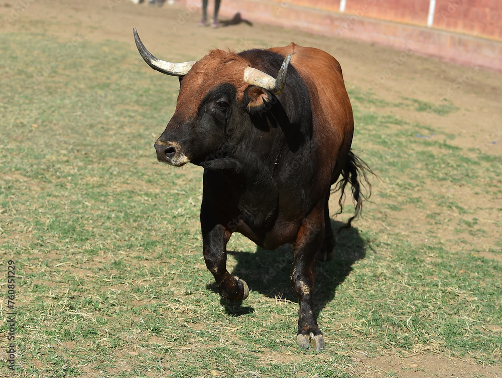 un toro bravo en un espectaculo de toreo en españa un toro bravo en un espectaculo de toreo en españa