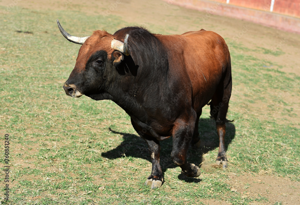 un toro bravo en un espectaculo de toreo en españa un toro bravo en un espectaculo de toreo en españa