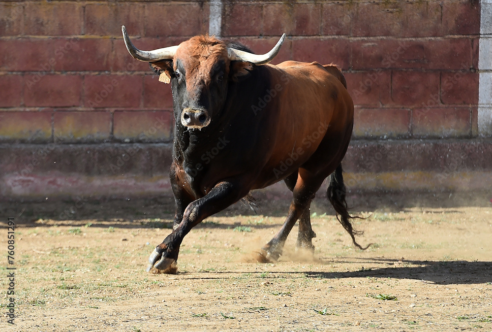 un toro bravo en un espectaculo de toreo en españa un toro bravo en un espectaculo de toreo en españa
