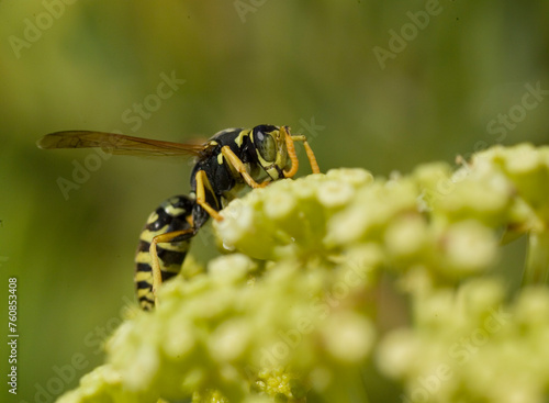 wasp on a yellow flower, Wasp paper. Paper wasp (Polistes gallicus) or Polistes dominulus. Alghero. Sassari. Sardinia. Italy photo