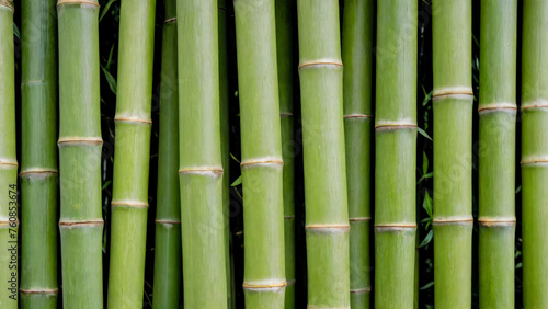 Background is made of vertical whole moist stems of green bamboo. Dense laying of trunks of different width, one row thick. Natural ecological material for design. Complete filling of frame. Close-up
