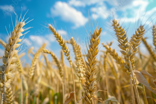 Wallpaper Mural Photo showcasing a lush crop field, suitable for agricultural research articles, farming blogs, or countryside-themed marketing campaigns. Torontodigital.ca