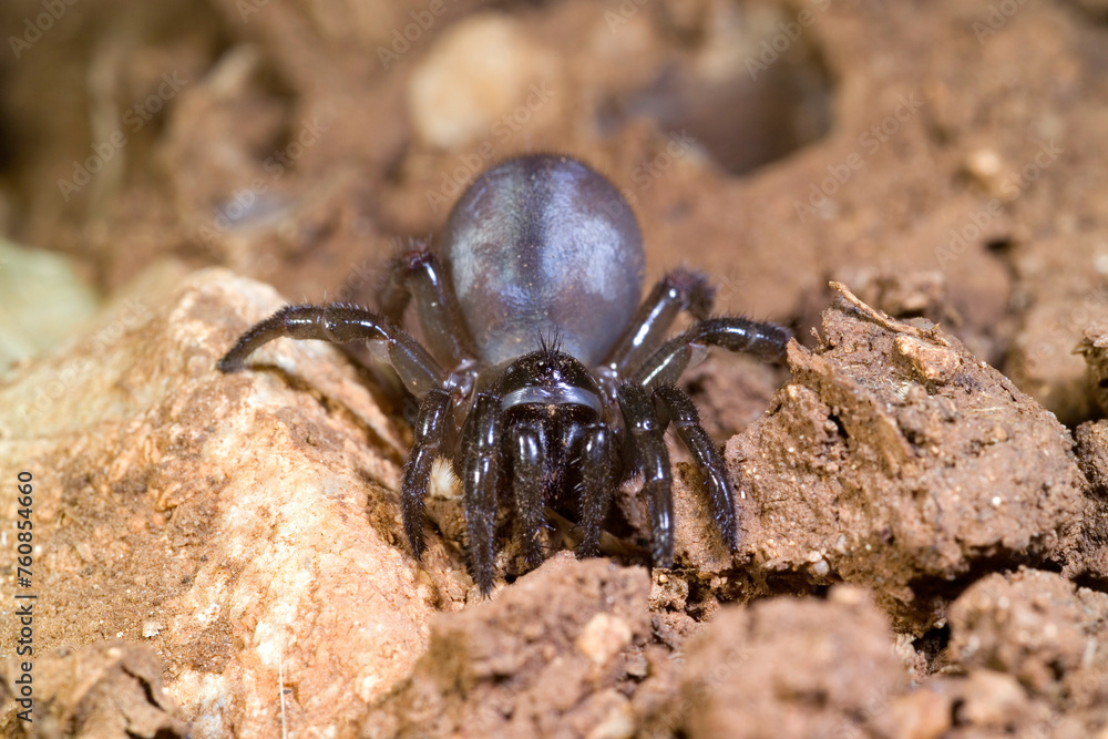 spider on the ground Cteniza sauvagesii. Trapdoor spider. Alghero, Sardinia. Italy