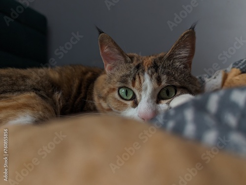 A Small to mediumsized cat from the Felidae family, with whiskers and a snout, is lounging on a bed and gazing at the camera, basking in comfort
