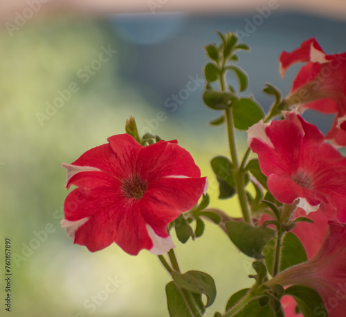 The common garden petunia is an ornamental plant whose showy trumpet shaped flowers make it popular for summer flower beds and window boxes. Petunia and atkinsiana hybridization. photo