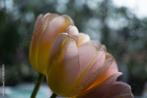 Tulpenblüte in der Sonne