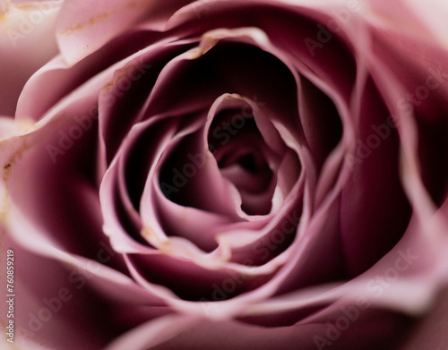Das Innere einer Rose
