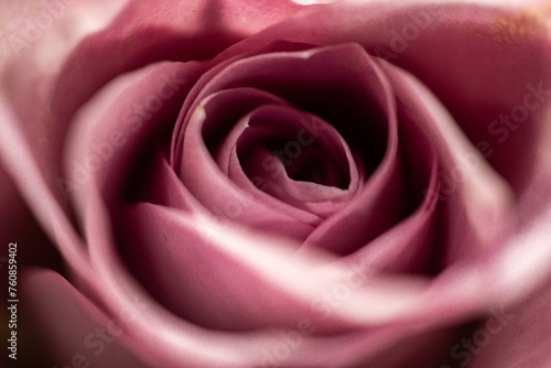 Wallpaper Mural Rose - Close up Torontodigital.ca