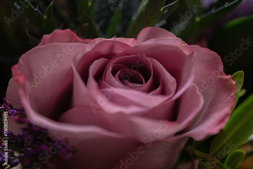 Rose - Close up