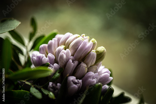 Hyazinthe - Close up