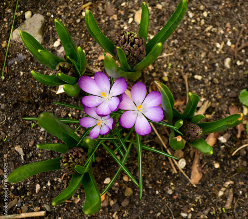 Krokusse im Beet
