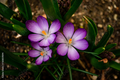 Frühlingswiese 