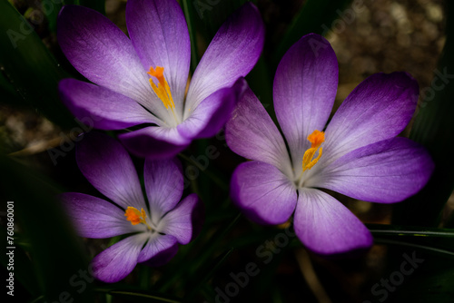 Krokusblüten