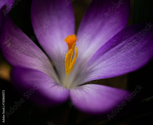 Krokusblüte - Close up